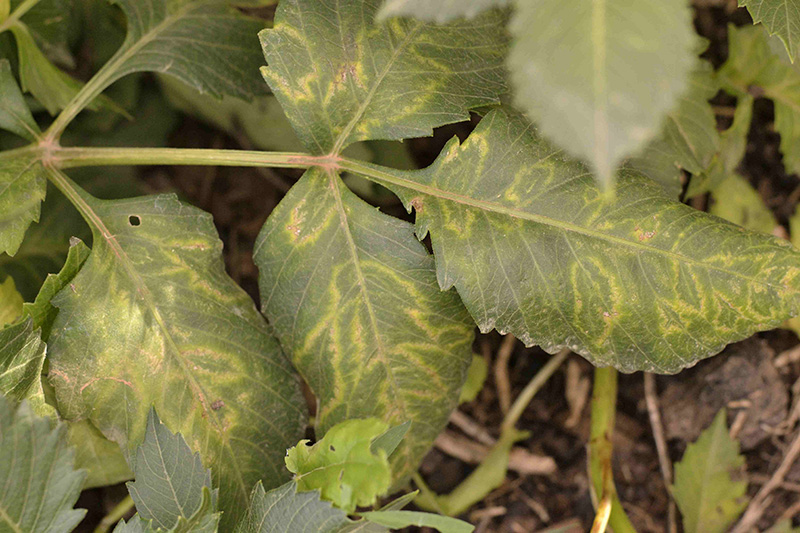 Dahlia Leaves Turn Yellow