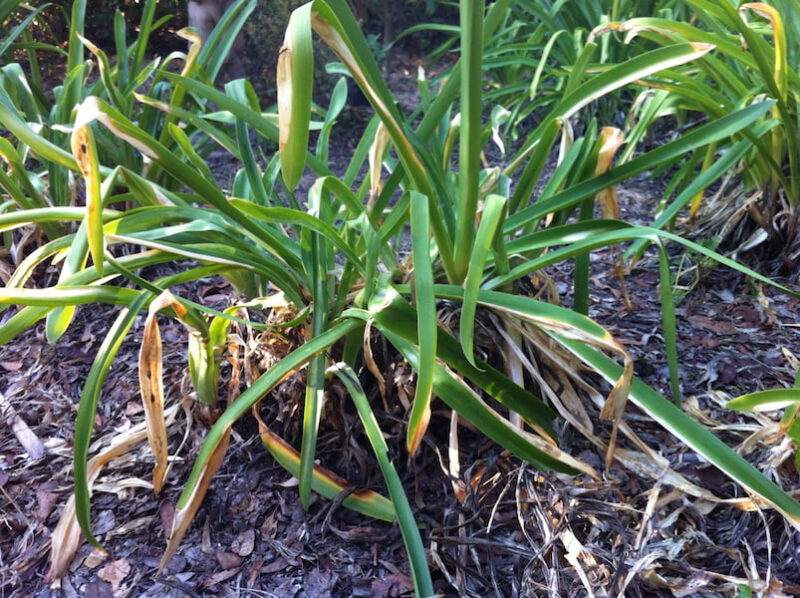 Why Agapanthus Leaves Turn Yellow