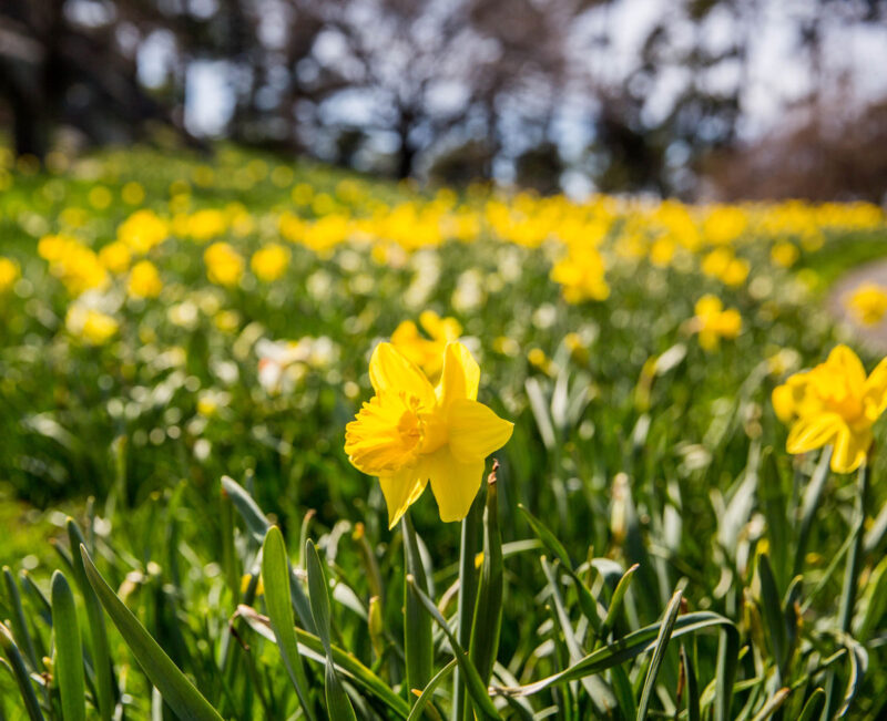Why Daffodil Leaves Turn Yellow Common Causes Garden Go Time