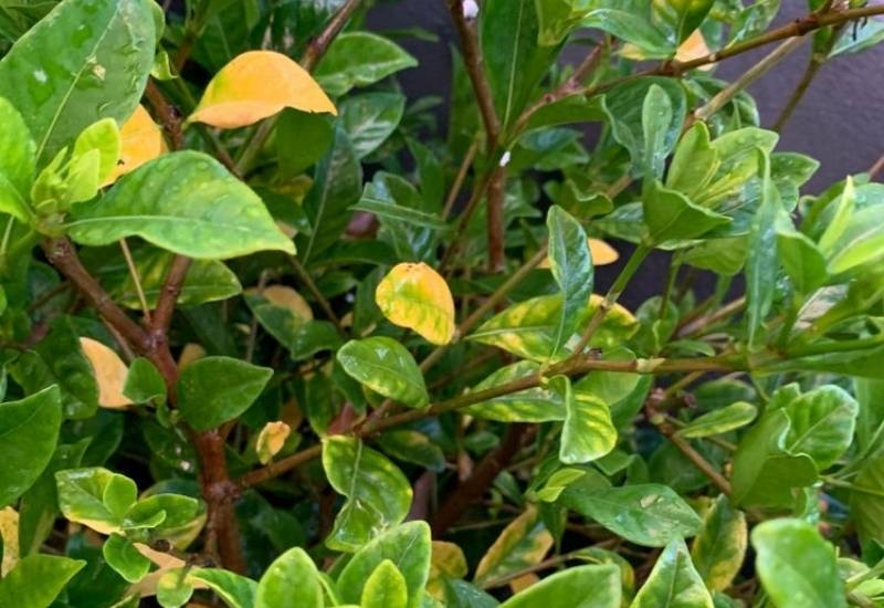 Why Gardenia Leaves Turn Yellow