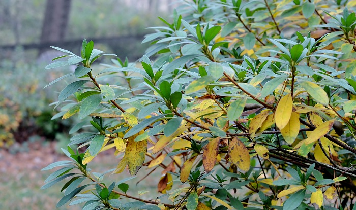 Why are my azalea leaves turning yellow