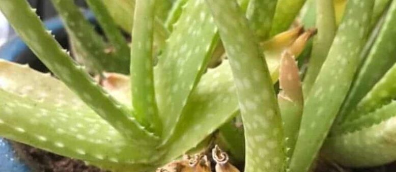 aloe vera leaves turning yellow