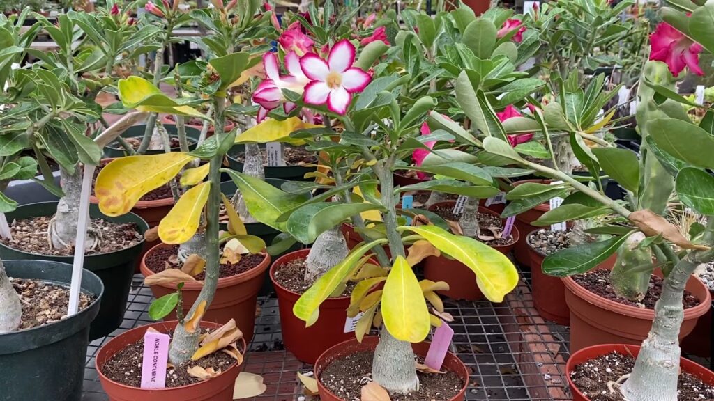 desert rose leaves turning yellow