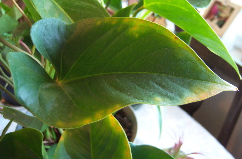 why Anthurium Leaves Turn Yellow