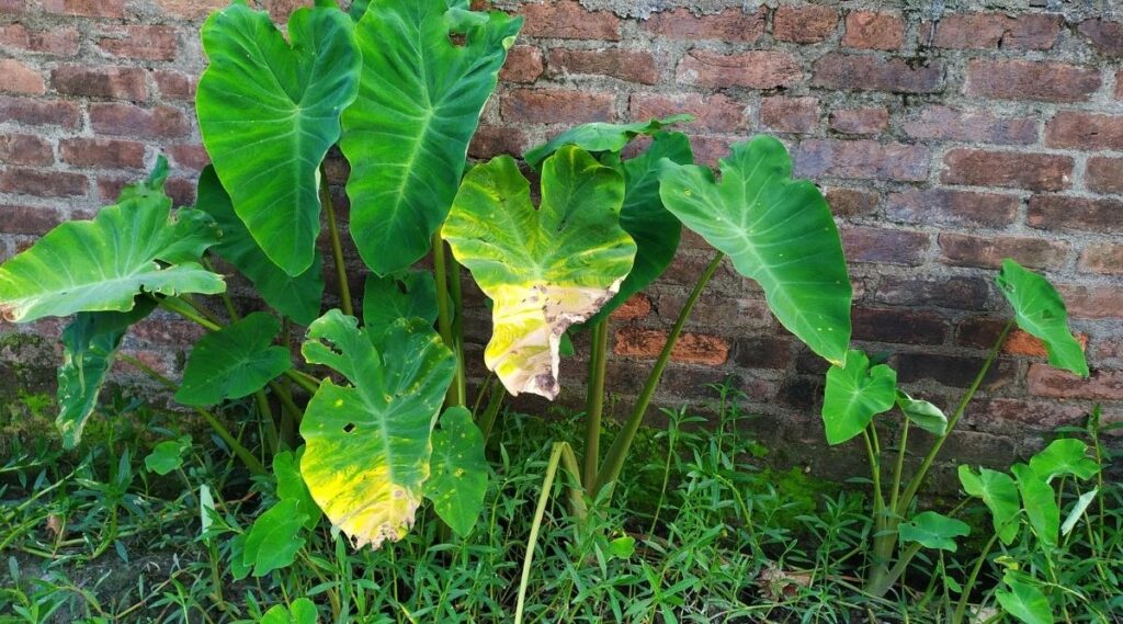 Why Elephant Plant Leaves Turn Yellow: Tips for Keeping Your Plant ...