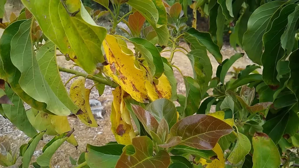 why avocado leaves turn yellow
