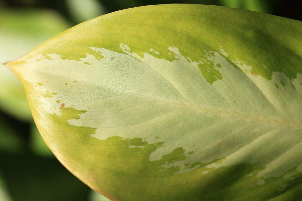 why chinese evergreen turn yellow