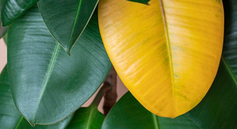 why ficus tree leaves turn yellow