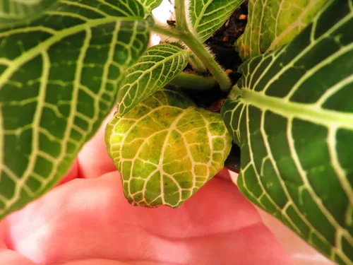 why fittonia turn yellow
