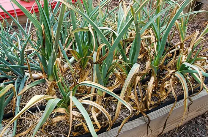 why garlic leaves turn yellow