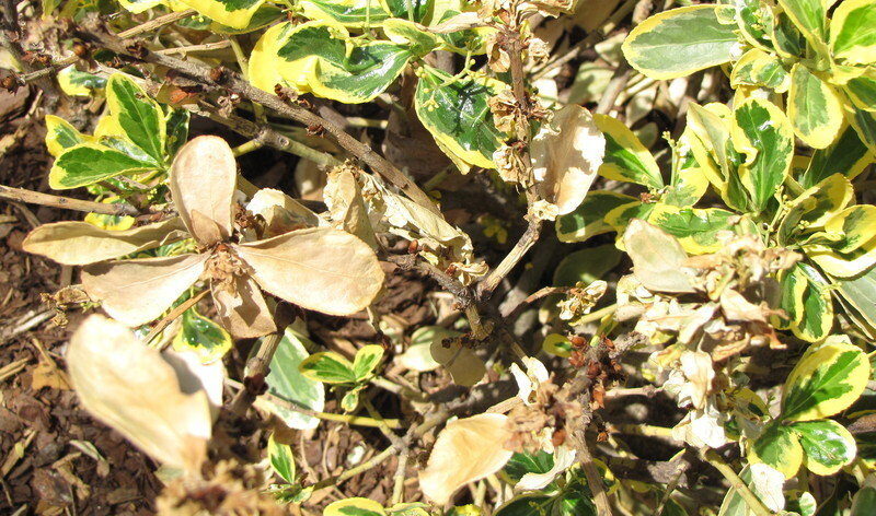 Why Euonymus Leaves Turn Yellow