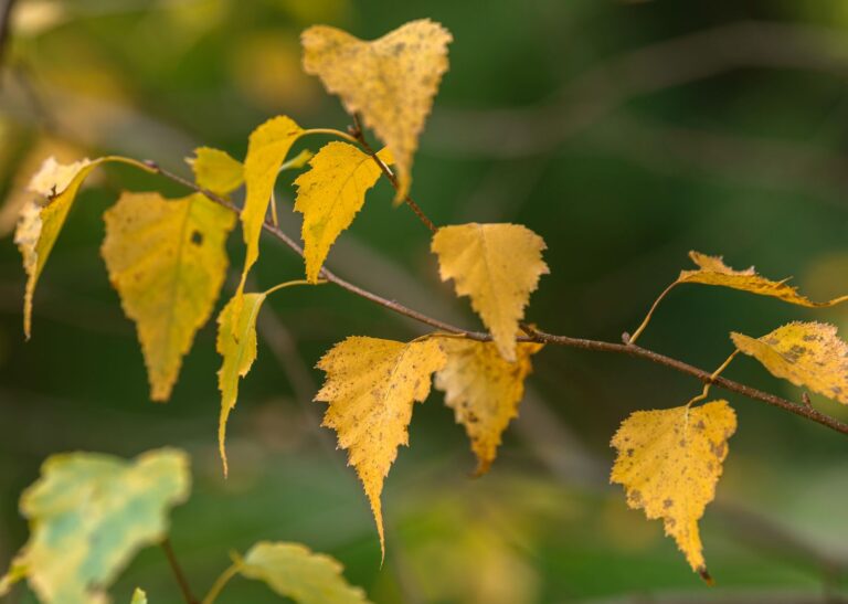 Birch Leaves Turn Yellow: Common Factors and Fixes