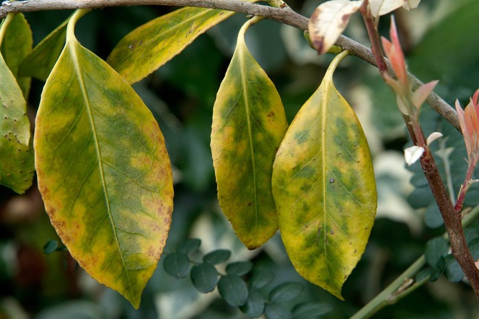 Camellia Turning Yellow? Possible Causes and Fixes - Garden Go Time