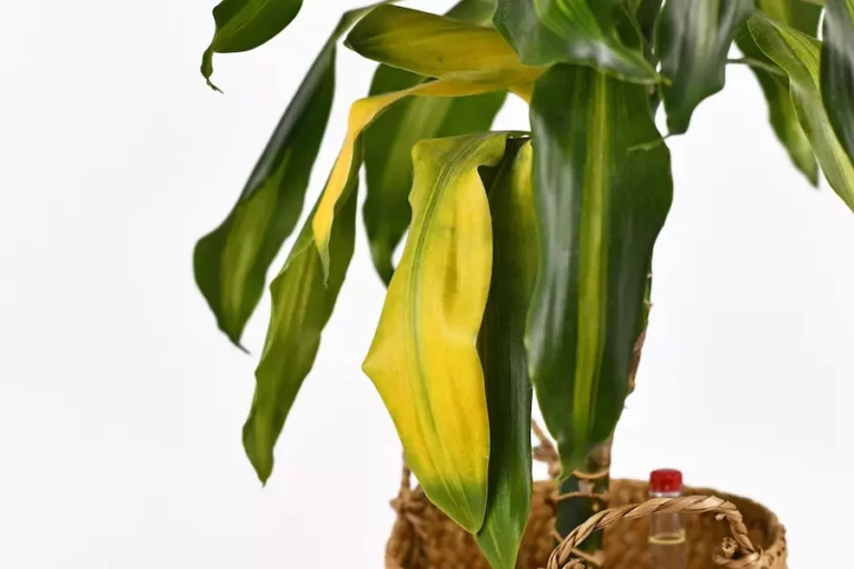 Bringing Your Corn Plant Back to Life: Tips for Saving a Dying Plant