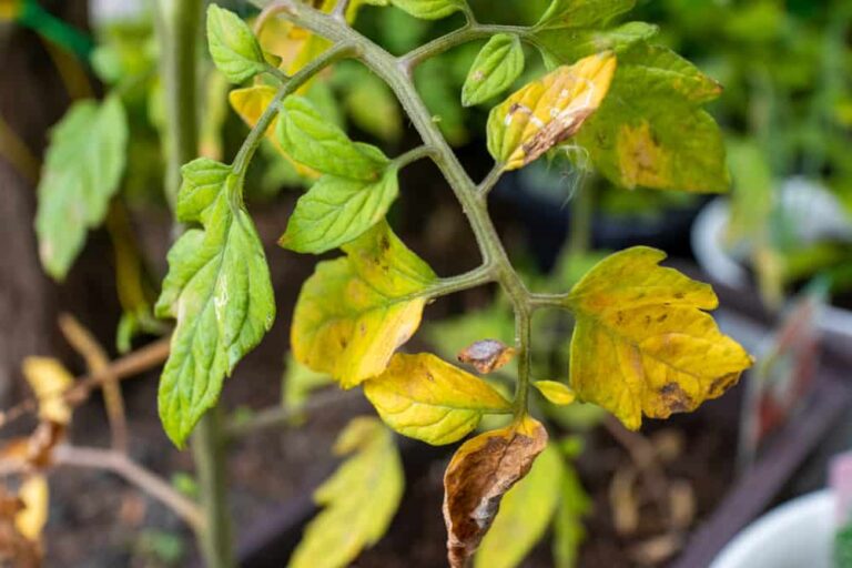 Why Tomato Plant Leaves Turn Yellow: Understanding the Causes and Solutions
