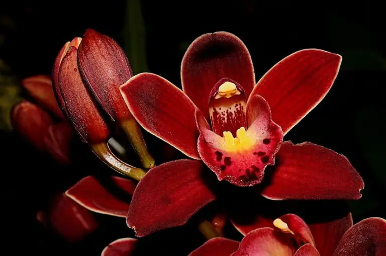 Blood Orchid Flower Care: Unlocking the Secrets to Growing These Exotic Beauties