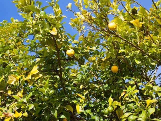 Can Lemon Trees Grow in Ohio? Exploring the Possibilities