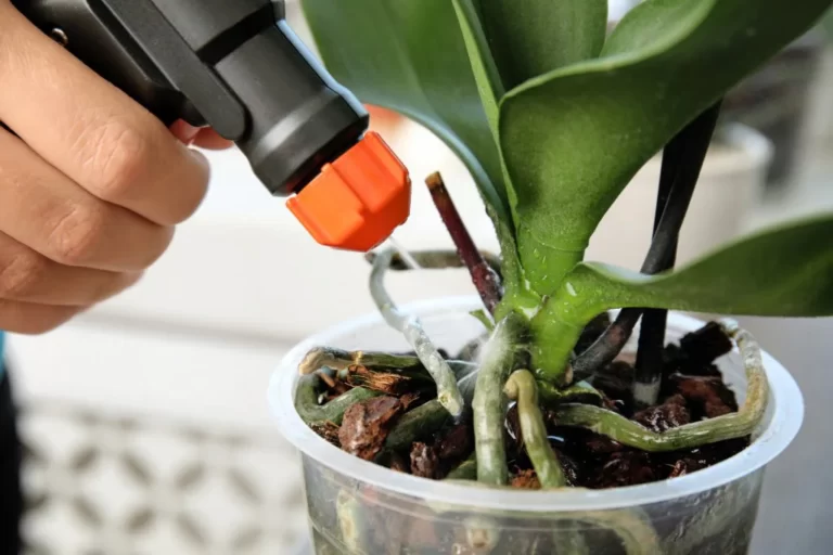 Orchid Love Orchid Fertilizer 2023: A Simple Guide