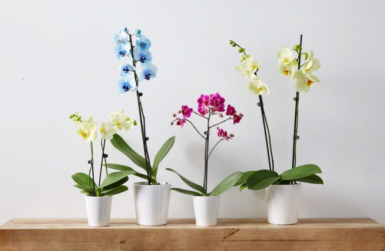 Phalaenopsis Orchid Care: Sphagnum Moss Vs Bark – Which is Better?