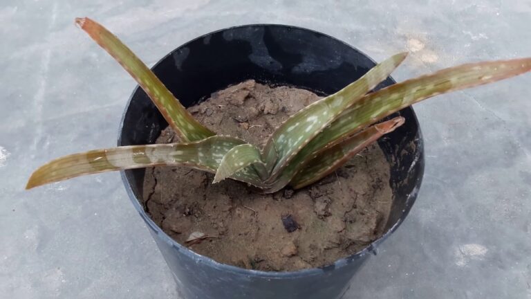 Why Is My Aloe Plant Dying: Causes and Solutions