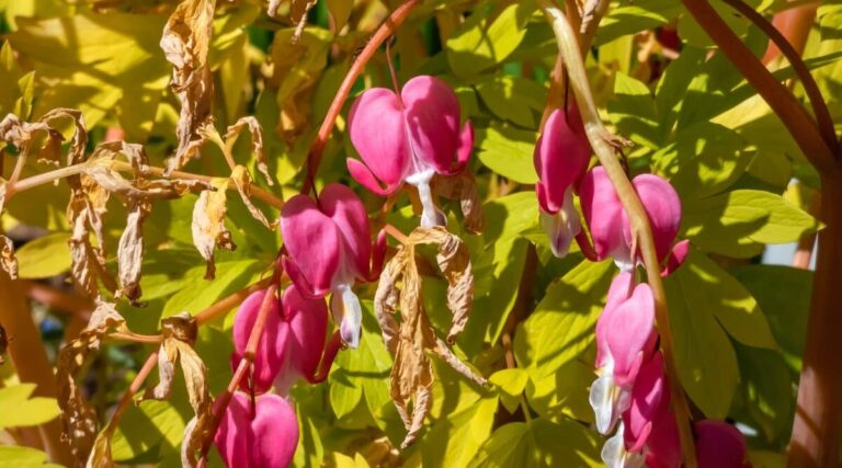 Why Your Bleeding Heart Plant Is Dying and How to Revive It