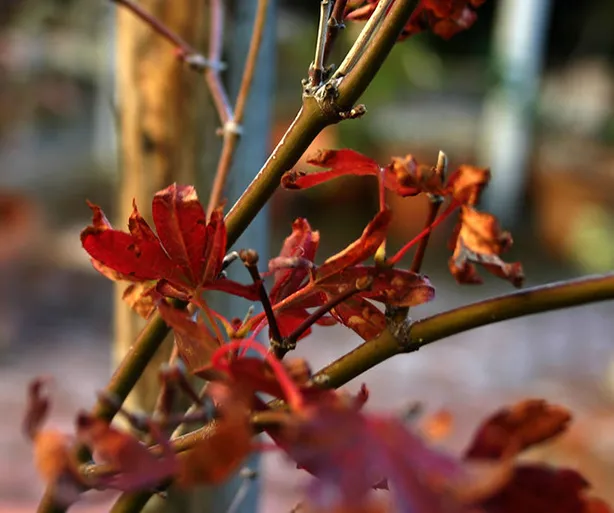 Why is My Acer Palmatum Plant Dying: Causes and Solutions