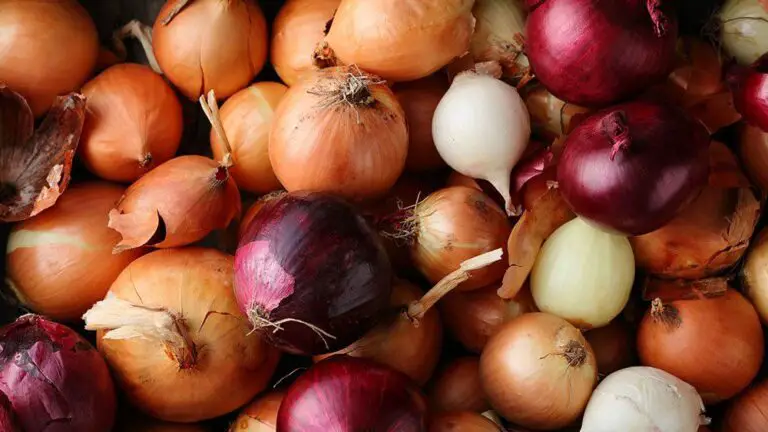 Growing Onions in Florida: Tips and Tricks for a Bountiful Harvest