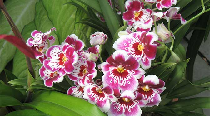 Orchid Care In New York: A Guide to Orchid Care in the Concrete Jungle: New York Edition