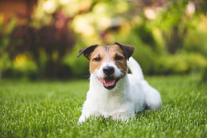 Why You Should Keep Your Dog off New Sod: Paws Off the Grass