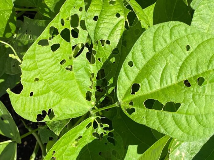 What Is Eating My Bean Plants at Sarah Carlton blog