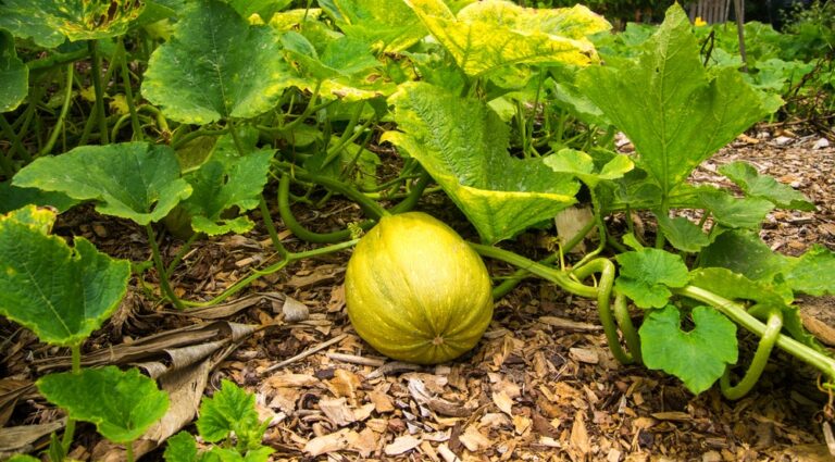 Unveiling Why Squash Leaves Turning Yellow: Causes and Solutions