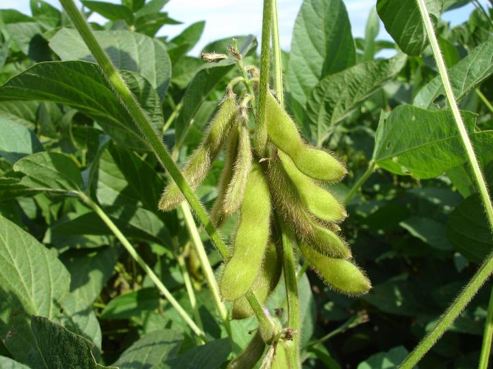 Why Edamame Plants (Soybeans) are Turning Yellow: Understanding the Symptoms and Solutions  
