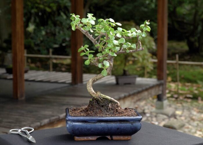 Crafting a Captivating Miniature Jade Bonsai: Techniques and Tips ...