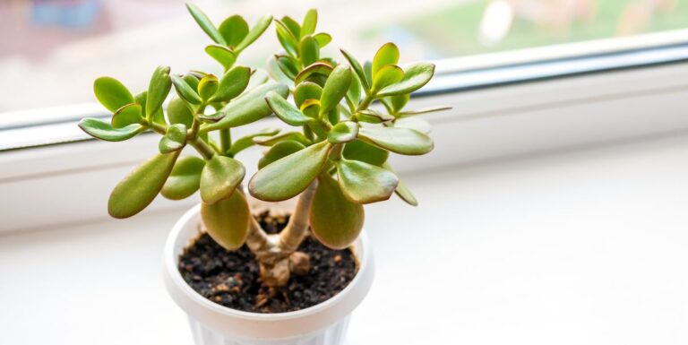 Best Indoor Lighting Conditions for Jade Plants