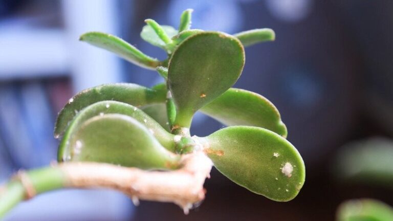 Common Pests and Diseases of Jade Plants: Prevention and Treatment