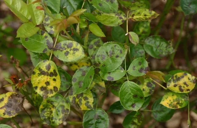 Why Are Your Rose Leaves Turning Yellow? Unmasking the Mystery